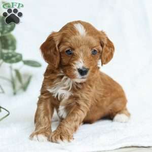 Mia F1b, Cavapoo Puppy
